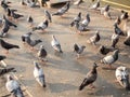 Many pigeon