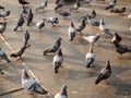 Many pigeon