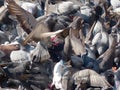 Many pigeon close up