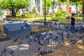 Many pigeons birds in city plaza in Alajuela Costa Rica