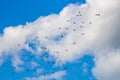 Many pigeons birds flying in the cloudy sky Royalty Free Stock Photo