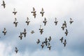 Many pigeons birds flying in the cloudy sky Royalty Free Stock Photo