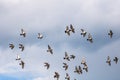 Many pigeons birds flying in the cloudy sky Royalty Free Stock Photo