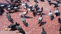 Many pigeons eat bread in the city square