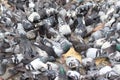 Many pigeons eat grain in a city square.