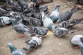 Many pigeons eating food in a street Royalty Free Stock Photo