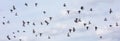 Many of pigeons flying sky background Royalty Free Stock Photo