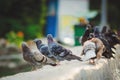 Many pigeons in the park in the summer