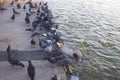 Many pigeons on the public park,Thailand