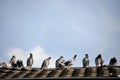 Many pigeons on roof ridge