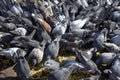 Pigeons on the sidewalk peck millet Royalty Free Stock Photo