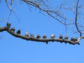 Many pigeons sit on an oak branch in the Park against the blue spring sky Royalty Free Stock Photo