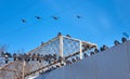 Many pigeons sitting on the rooftop and power lines like a bird army