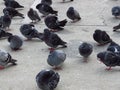 Many pigeons in the street taking rest. Relaxation on the road. Domestic pigeon, Columba livia domestica. Domestic birds. Royalty Free Stock Photo