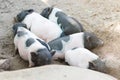 Many pigs sleep on a natural farm. Royalty Free Stock Photo