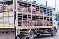 Many pigs in truck transportation on road background