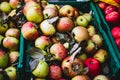 Many piles of apple in the boxes located in the market, the fresh apples