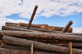 Many pine logs are stacked in a woodyard before processing or transportation