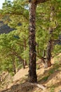 Many pine trees growing in a forest of La Palma, Canary Islands in Spain. Large overgrown wilderness in woods landscape