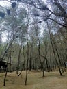 many pine trees in the middle of beach. location in cemara sewu beach, parangtritis, kretek, bantul, yogyakarta, indonesia