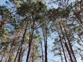 Many pine trees are planted in the garden to serve as a place to relax.