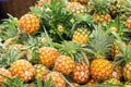 Many pineapple piles for sale Royalty Free Stock Photo