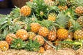 Many pineapple piles for sale Royalty Free Stock Photo