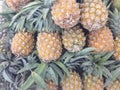 Many pineapples textured for background