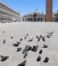 Many pingeons in Saint Mark Square in Venice Italy without turis Royalty Free Stock Photo