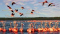 Many pink beautiful flamingos in a blue sea lagoon at sunset. Mexico.