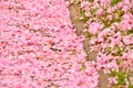 Many pink blossoms and leafs of a cherry tree, fallen on the ground of green grass Royalty Free Stock Photo
