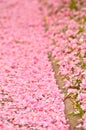 Many pink blossoms and leafs of a cherry tree, fallen on the ground of green grass Royalty Free Stock Photo