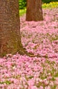 Many pink blossoms and leafs of a cherry tree, fallen on the ground of green grass Royalty Free Stock Photo