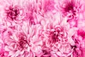 Many pink chrysanthemum flower pattern. Floral macro wallpaper. Beautiful dahlia blooming bouquet. Royalty Free Stock Photo