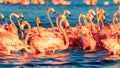 Many pink coral beautiful wild flamingos in blue lagoon. Wild nature. Selective focus.