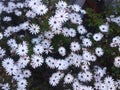 Many pink daisies garden pretty