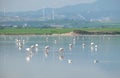 Many pink flamingos feeding in the Salt Lake in Larnaca, Cyprus Royalty Free Stock Photo