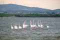 Many pink flamingos feeding in the Salt Lake in Larnaca, Cyprus Royalty Free Stock Photo