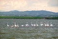 Many pink flamingos feeding in the Salt Lake in Larnaca, Cyprus Royalty Free Stock Photo