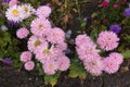Many pink flowerheads of China aster from above