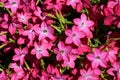 Many pink flowers of Nicotiana alata plant, commonly known as  jasmine tobacco, sweet tobacco,  winged tobacco, tanbaku or Persian Royalty Free Stock Photo