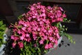 Many pink flowers of Nicotiana alata plant, commonly known as jasmine tobacco, sweet tobacco, winged tobacco, tanbaku or Persian