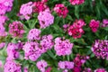 Many pink flowers of Turkish carnation bloom in the summer in the garden Royalty Free Stock Photo