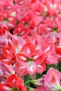 Many Pink Lily Flowers