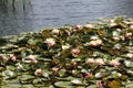 Many Pink Lotuses