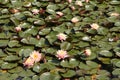 Many Pink Lotuses