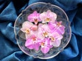 Many pink orchids in a round crystal vase Royalty Free Stock Photo