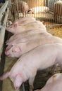 Many Pink pigs in the sty of the farm animal breeder Royalty Free Stock Photo