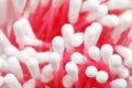 Many pink plastic cotton swabs