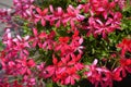 Many pink and red flowers of ivy-leaved geranium